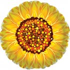 Graphic Sunflower