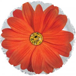 Orange Gerbera